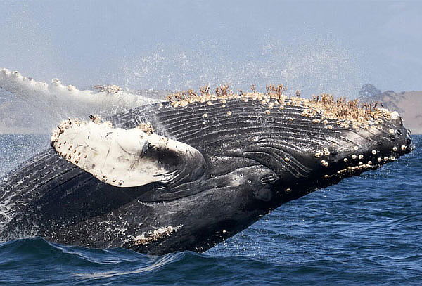 Vive la Magia del Avistamiento de Ballenas en Los Cabos