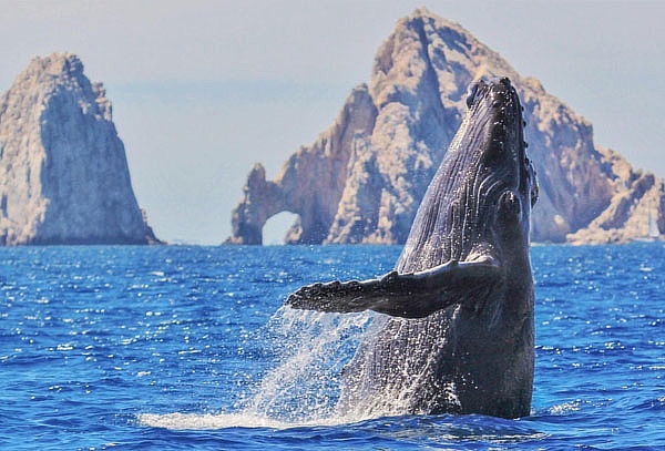 Vive la Magia del Avistamiento de Ballenas en Los Cabos
