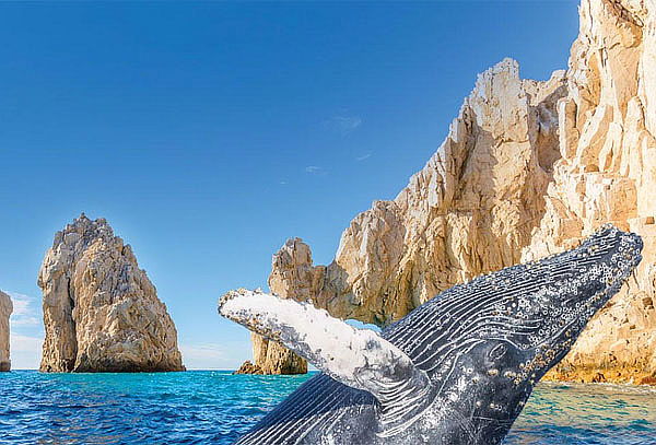 Vive la Magia del Avistamiento de Ballenas en Los Cabos