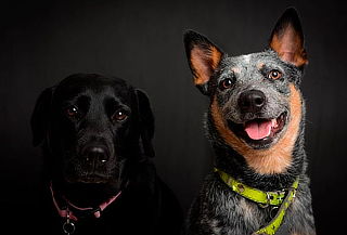 Sesión Fotográfica para tu Mascota + 10 Fotos Digitales 