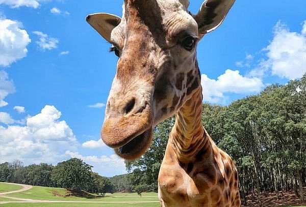 Boleto General a Bioparque el Safari más Grande de México