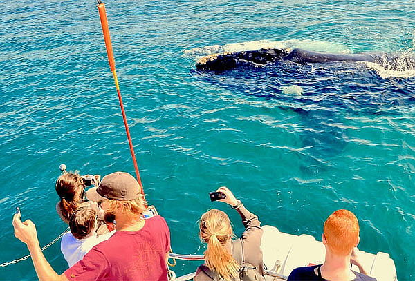 Vive la Magia del Avistamiento de Ballenas en Los Cabos