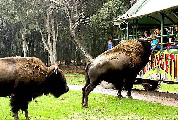 Boleto General a Bioparque el Safari más Grande de México