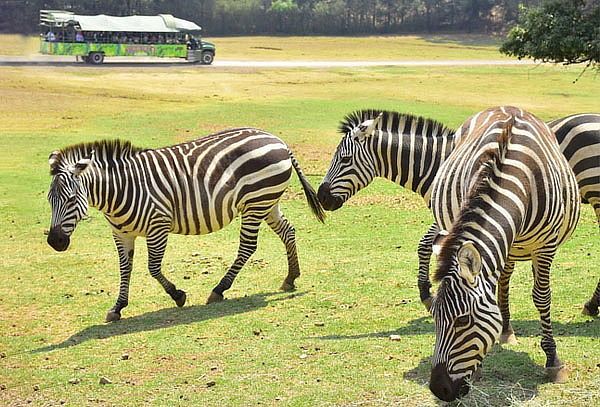 Boleto General a Bioparque el Safari más Grande de México