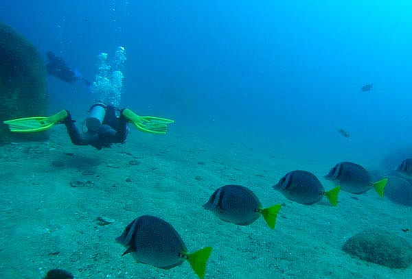 Curso Teórico y Práctico de Buceo para 1 o 2 Personas