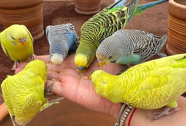 Paquete Oro en Hacienda Panoaya: Mas de 15 actividades