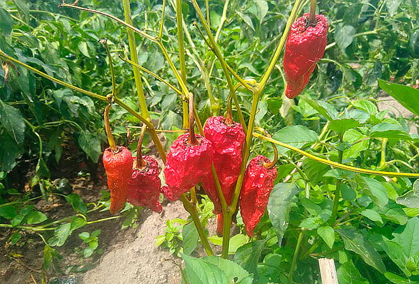 Ruta de los Chiles en Nogada en Puebla