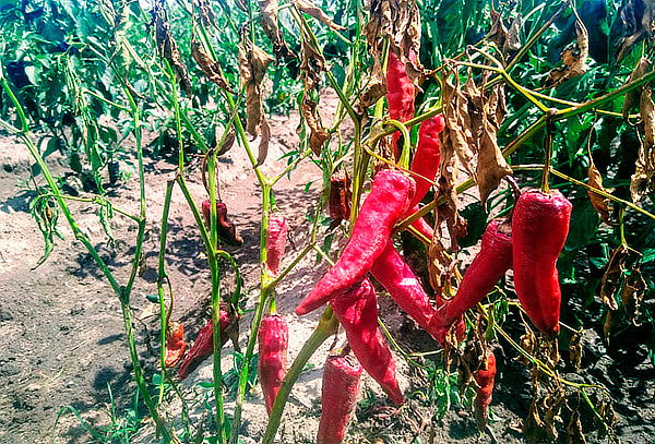 Ruta de los Chiles en Nogada en Puebla