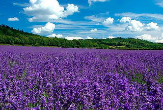 Valquirico + Chautla y Bosque de Lavanda en Agosto