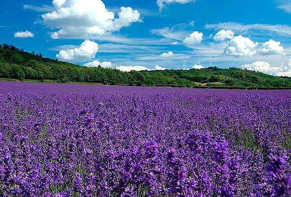 Valquirico + Chautla y Bosque de Lavanda en Agosto