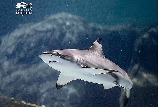 Acceso General a Acuario Michin ¡Maravillas del mar en CDMX!