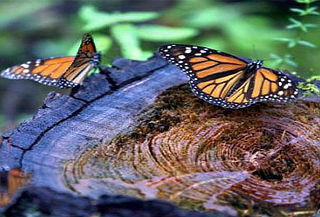 MARIPOSA MONARCA, ¡Cascadas & Valle de Bravo, elige fecha!