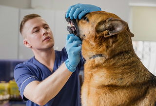 Cuida a tu mascota con Limpieza Denta Ultrásonica