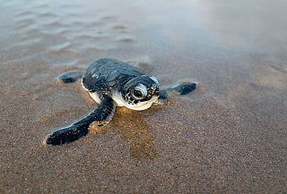Liberación TORTUGAS + TECOLUTLA + TAJÍN, Oct y Nov