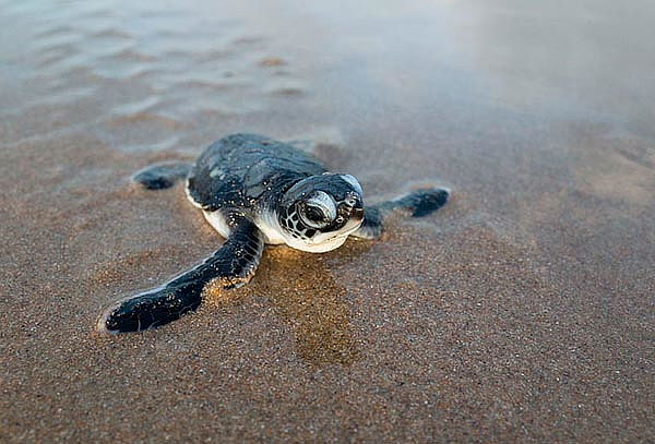 Liberación TORTUGAS + TECOLUTLA + TAJÍN, Oct y Nov
