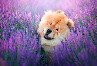 VIAJA 2020: ALPINIA + Lavanda PET FRIENDLY, ¡Fecha a elegir!