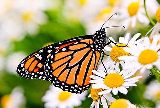 Reserva de Mariposa Monarca + Transporte ¡Fecha a elegir!