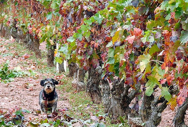 PET FRIENDLY Mina de ópalo QRO+ Viñedos perrunos