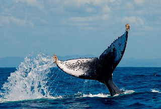 Avistamiento de Ballenas 4D/3N, La Tobara y Mazatlan ENE 28
