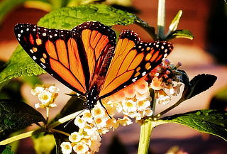 MARIPOSA MONARCA, Santuario El Rosario con ENTRADA
