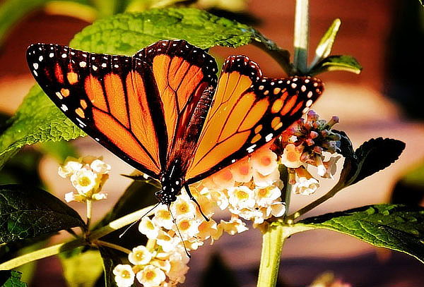 MARIPOSA MONARCA, Santuario El Rosario con ENTRADA