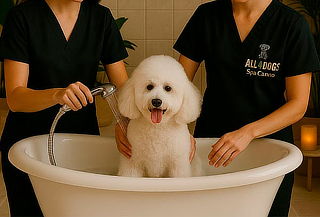 Spa Canino Premium: Baño + Pipeta + Desparasitación y Más