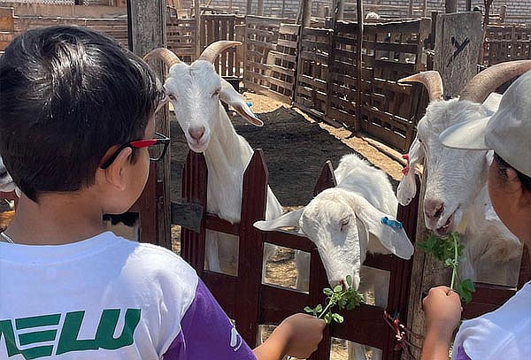 Entrada Solo Niño – En la Granja El Arrierito