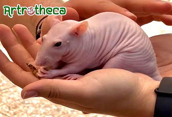 Super Artrotheca Animales Exóticos - General o Infantil