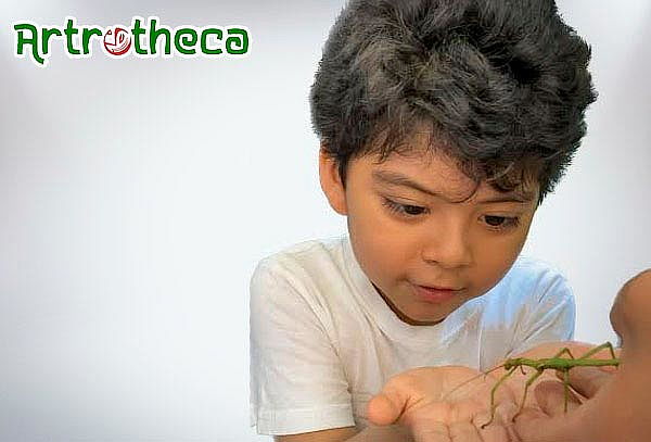 Super Artrotheca Animales Exóticos - General o Infantil