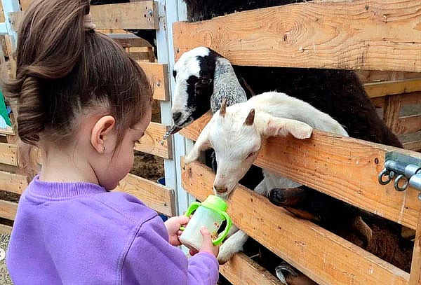 ECOGRANJITA: Granjita Interactiva en Jockey Club