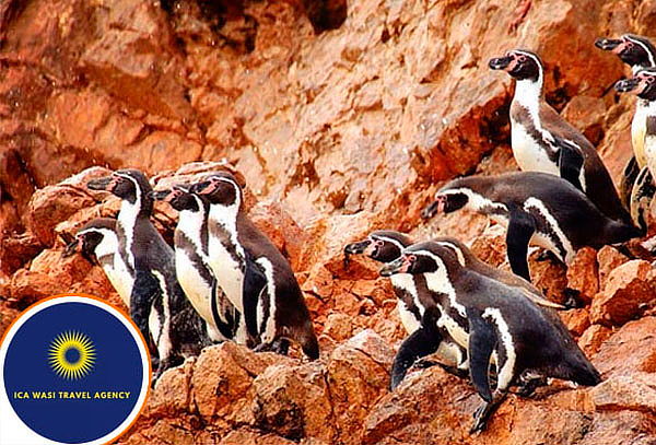 Paseo sobre el Mar a las Islas Ballestas 