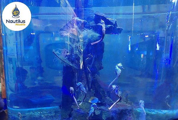 Entrada al Acuario, Válido de Lunes a Domingo + Feriados