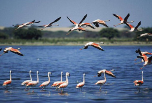 Full Day Paracas 50%