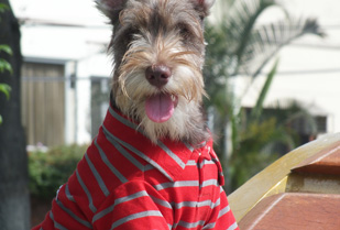 Viste a tu Mascota 60%