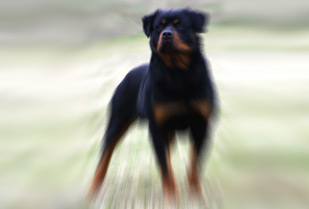 Aparato de Entrenamiento Canino 40%