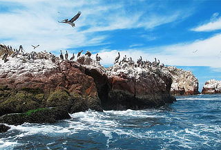 Full Day Paracas + Islas Ballestas y Más