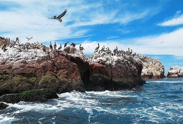Full Day Paracas + Islas Ballestas y Más