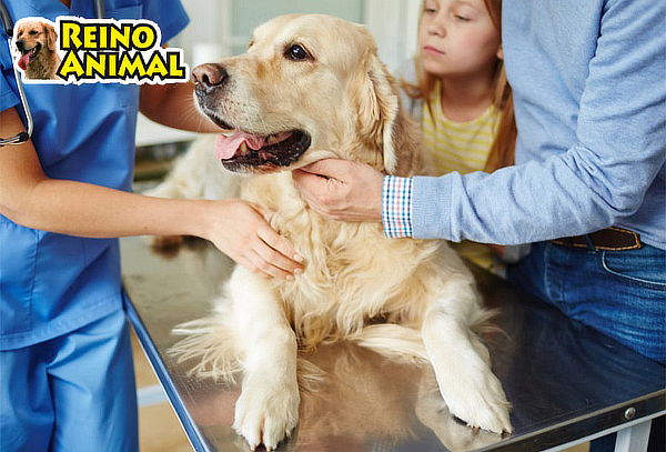 Tu Mascota - Consulta Médica + Baño y Más