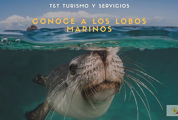 Show Pirata y Nado con Lobos